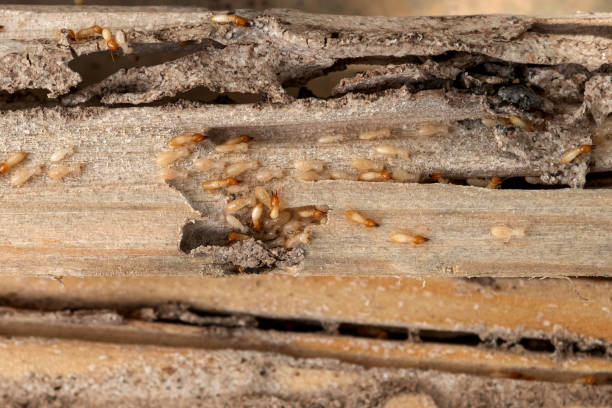 Best Termite Control Services  in Winchester, IL